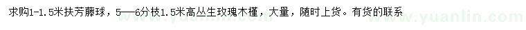 求購1-1.5米扶芳藤球、高1.5米叢生玫瑰木槿