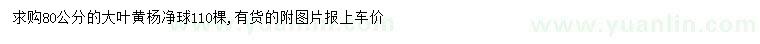 求購80公分大葉黃楊球