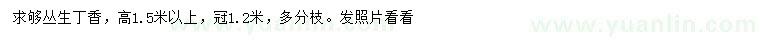 求購高1.5米以上叢生丁香