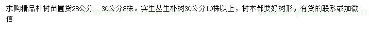 求購(gòu)28-30公分樸樹、30公分叢生樸樹