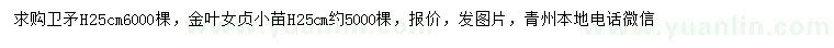 求購(gòu)高25公分衛(wèi)矛、金葉女貞小苗