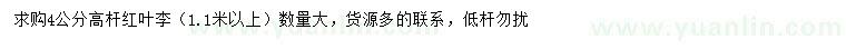 求購4公分高桿紅葉李