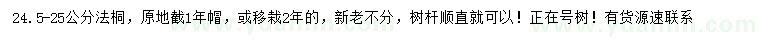 求購24.5-25公分法桐