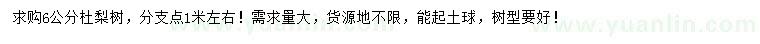 求購6公分杜梨樹