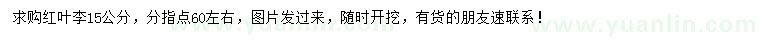求購15公分紅葉李