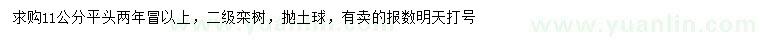 求購11公分欒樹