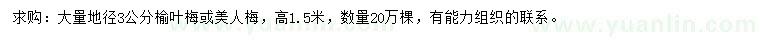 求購地徑3公分榆葉梅、美人梅