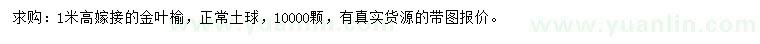 求購(gòu)高1米金葉榆