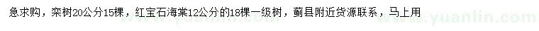 求購20公分欒樹、12公分紅寶石海棠
