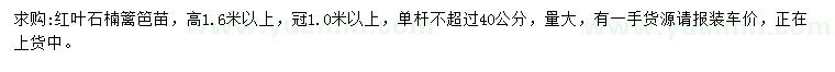求購高1.6米以上紅葉石楠