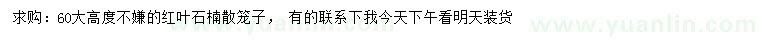 求購高60公分以上紅葉石楠散籠子