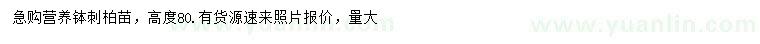 求購高80公分刺柏