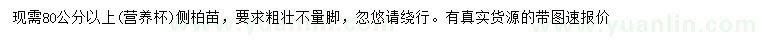 求購80公分以上側(cè)柏