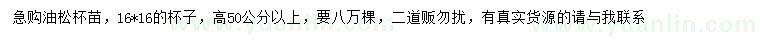 求購(gòu)高50公分以上油松