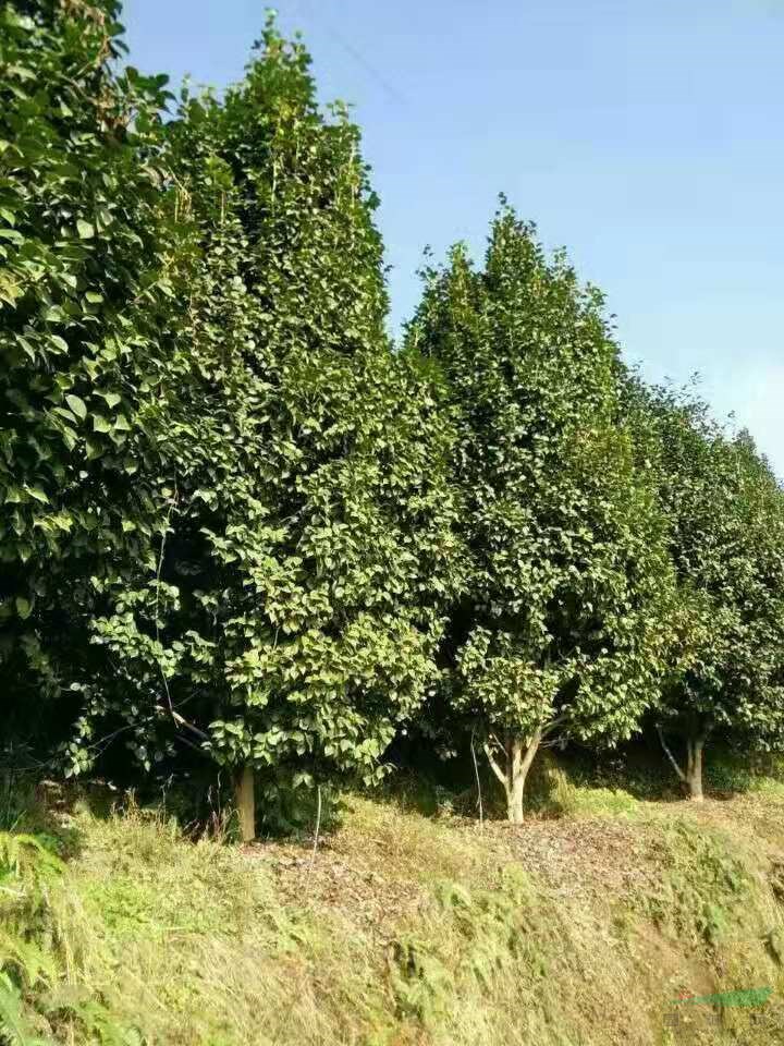 四川優(yōu)質(zhì)茶花樹基地