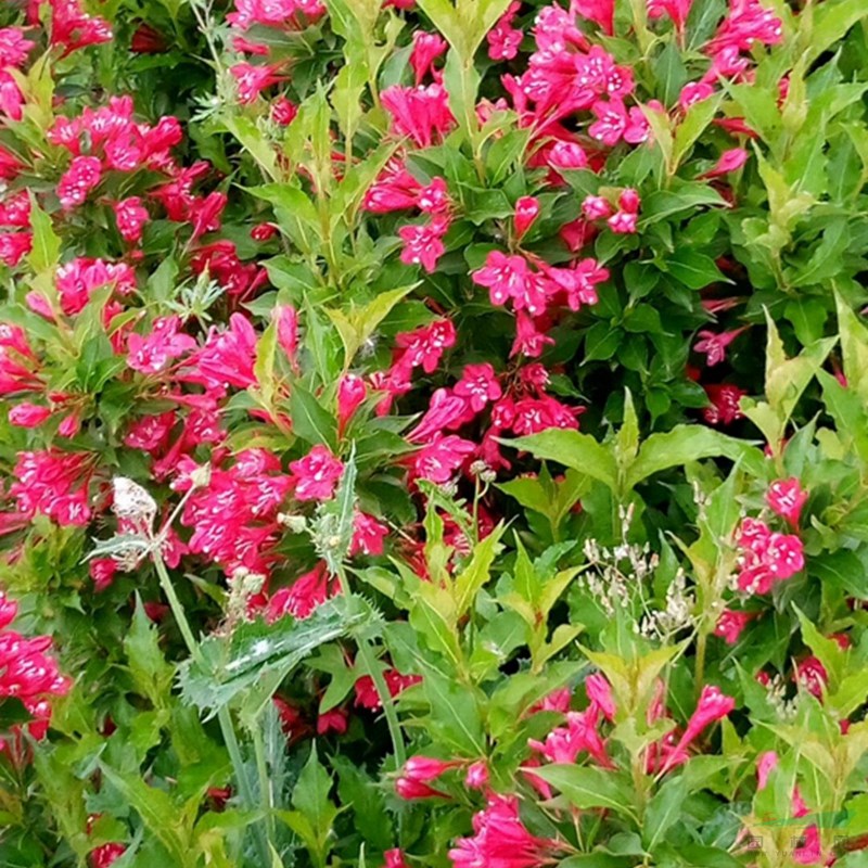 万亩锦带花基地 低价供应各种规格红王子锦带 基地直销