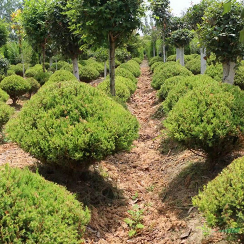 万亩蜀桧球基地 低价供应各种规格蜀桧球 基地直销