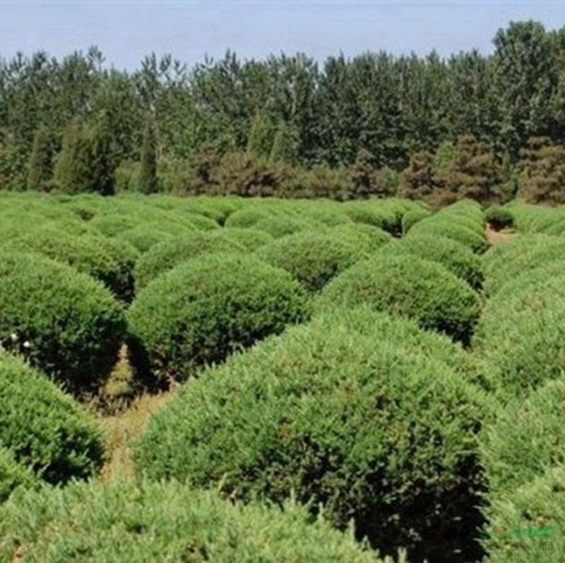 万亩蜀桧球基地 低价供应各种规格蜀桧球 基地直销