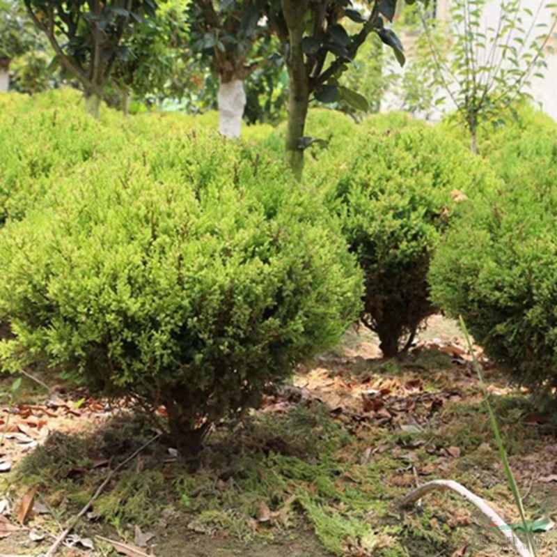 万亩蜀桧球基地 低价供应各种规格蜀桧球 基地直销