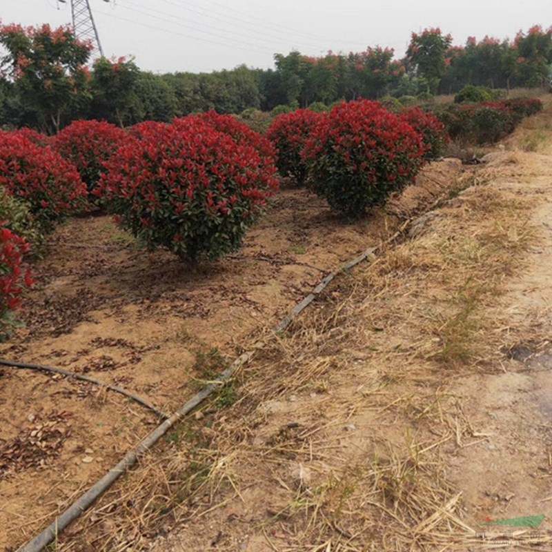 万亩红叶石楠球基地 低价供应各种规格红叶石楠球 基地直销