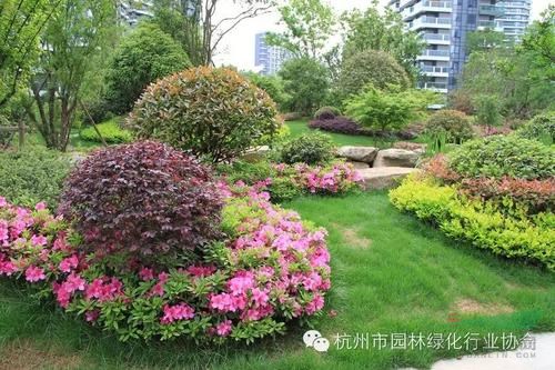 供应红叶石楠 黄杨 上海绿化工程 上海绿化养护
