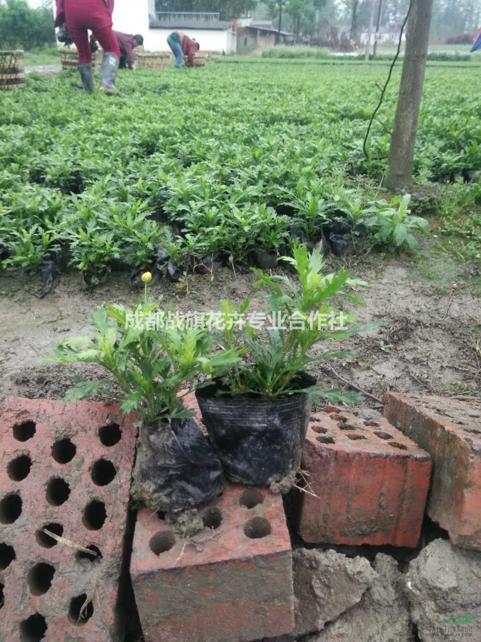 木春菊苗圃 13杯木春菊價(jià)格 杯苗苗圃起苗 批量出售