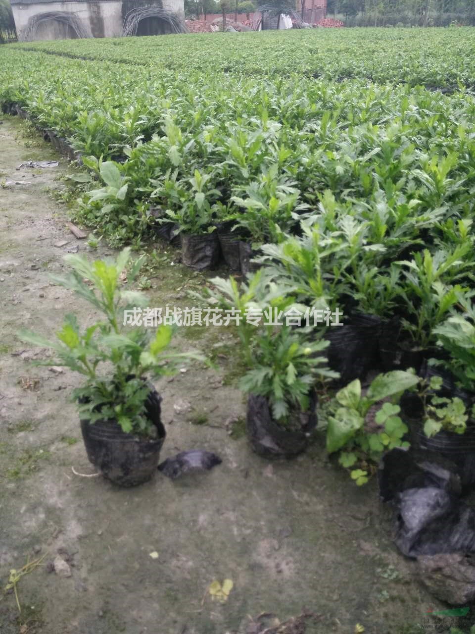 木春菊苗圃 13杯木春菊價(jià)格 杯苗苗圃起苗 批量出售