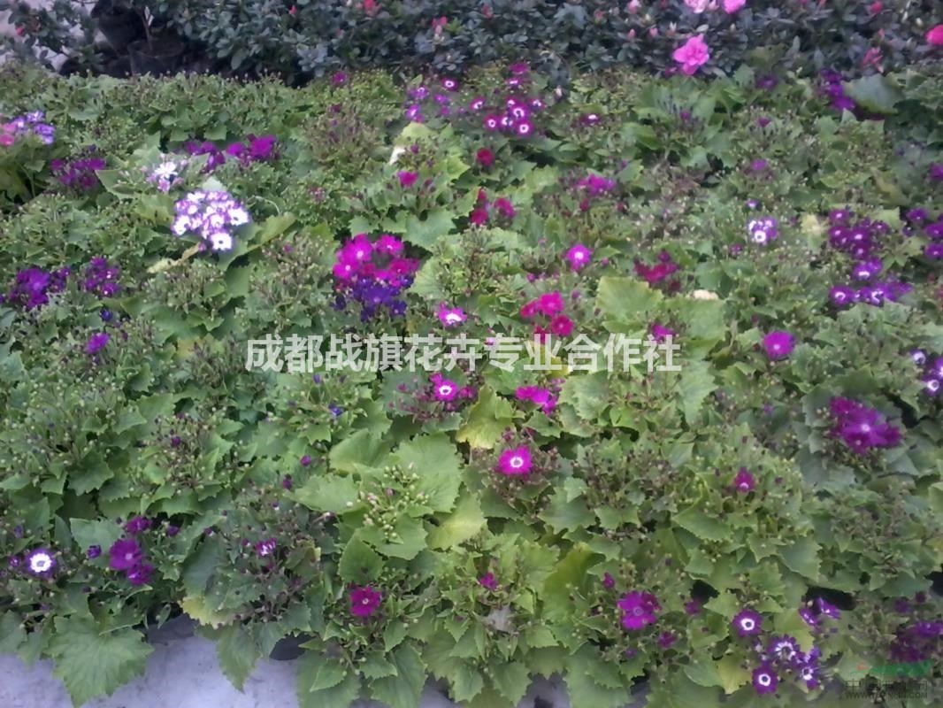 瓜葉菊價(jià)格 13杯瓜葉菊苗圃基地 杯苗批量出售 處理價(jià)