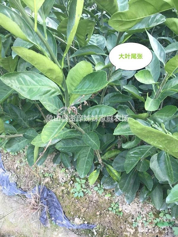 大葉尾張，溫州蜜柑，浙江象山原產(chǎn)地直銷 