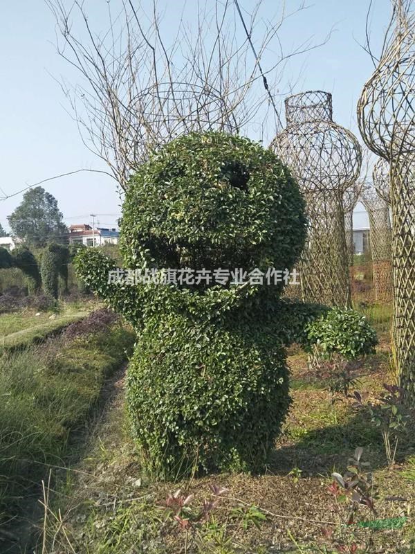 手工編織小葉女貞動物造型 經(jīng)典小葉女貞造型價格 動物造型基地