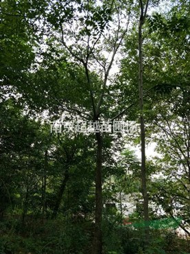 南京樸樹(shù)苗木基地樸樹(shù)的價(jià)格詳情