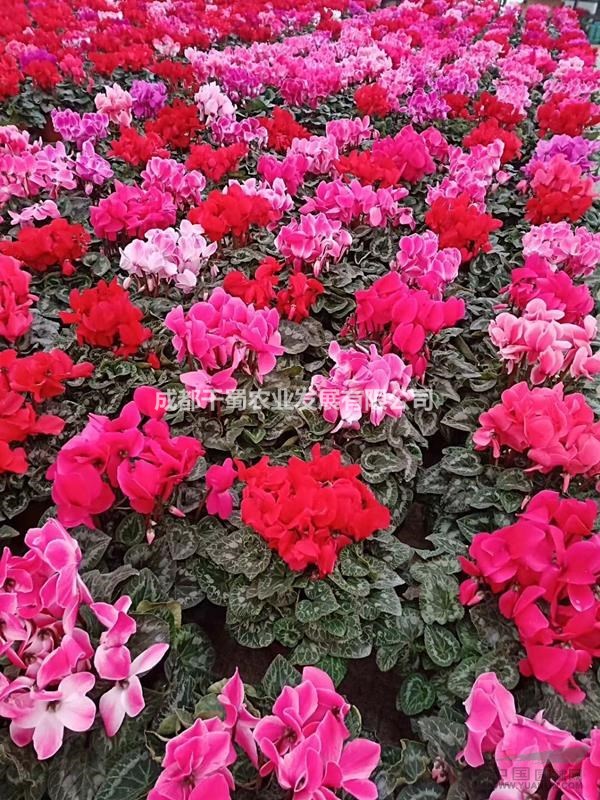 供應(yīng)仙客來-四川溫江草花基地-苗圃貨-量大從優(yōu)