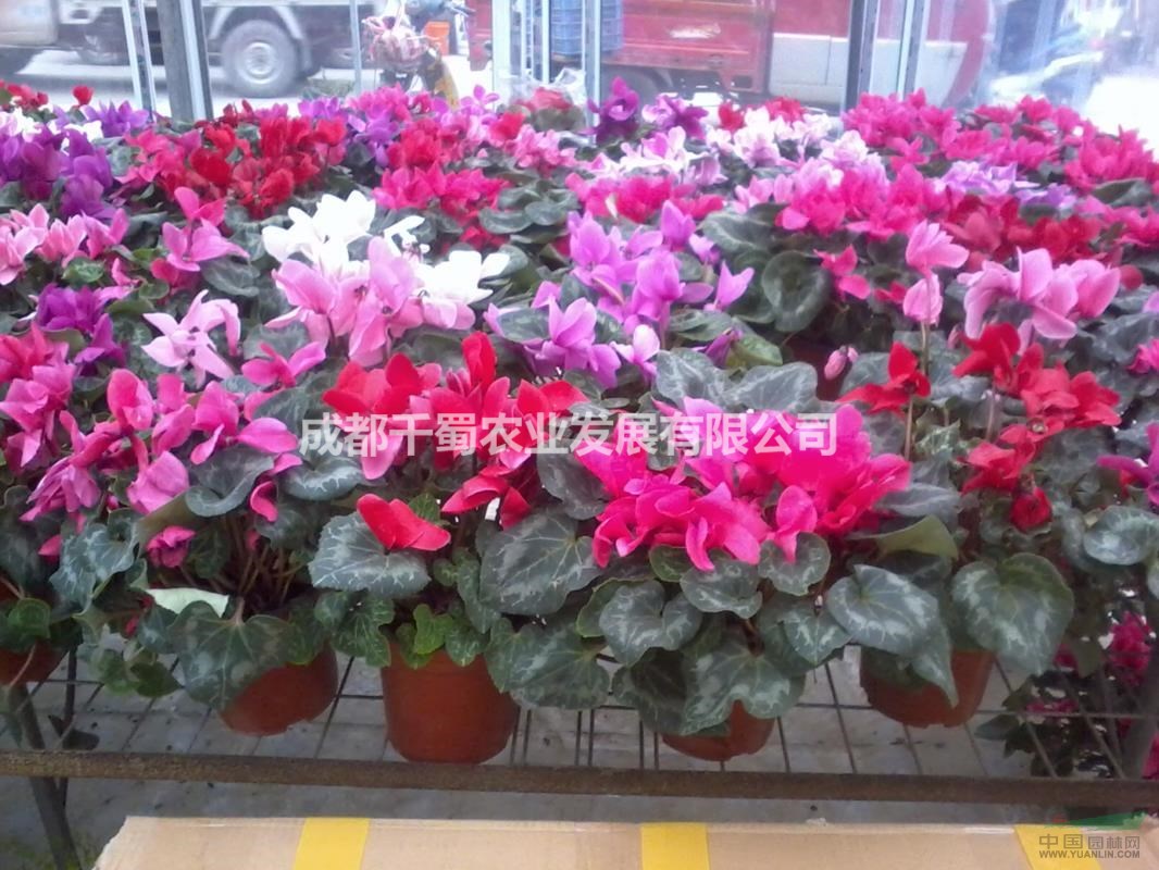 供應(yīng)仙客來-四川溫江草花基地-苗圃貨-量大從優(yōu)