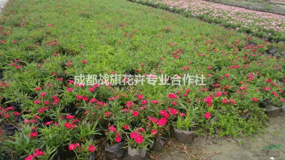 石竹苗圃基地 石竹杯苗 紅花石竹春節(jié)花卉 杯苗批量出售