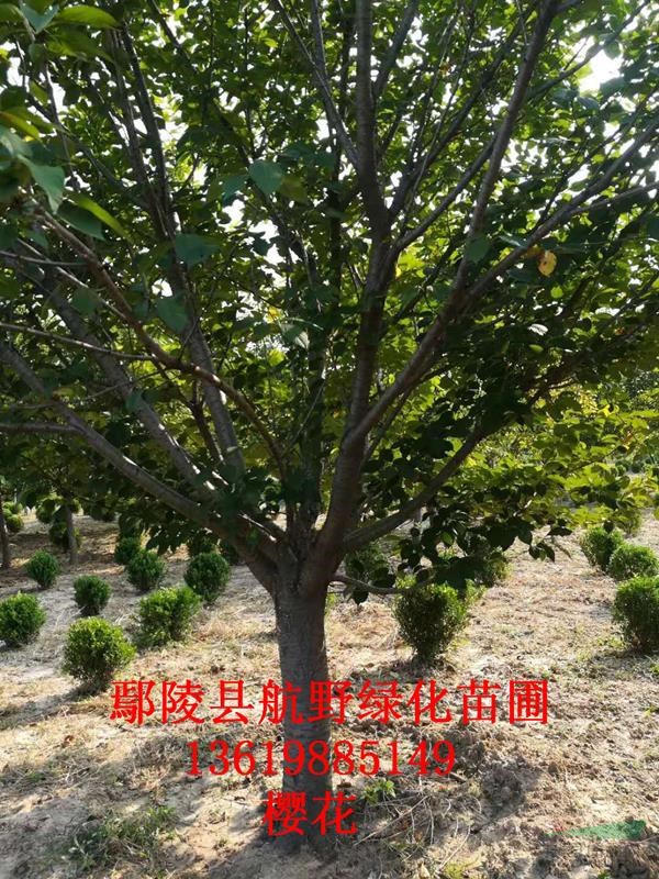 櫻花 河南櫻花基地 河南櫻花價(jià)格