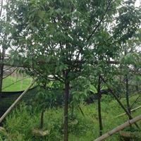 福建山櫻花哪里*便宜