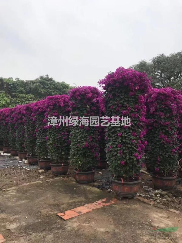 福建柱形三角梅哪里最便宜
