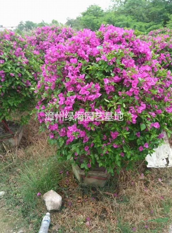 福建三角梅球哪里最多，哪里最便宜