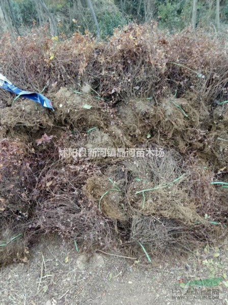 金焰繡線菊新價(jià)格，優(yōu)質(zhì)繡線菊批發(fā)，繡線菊工程苗