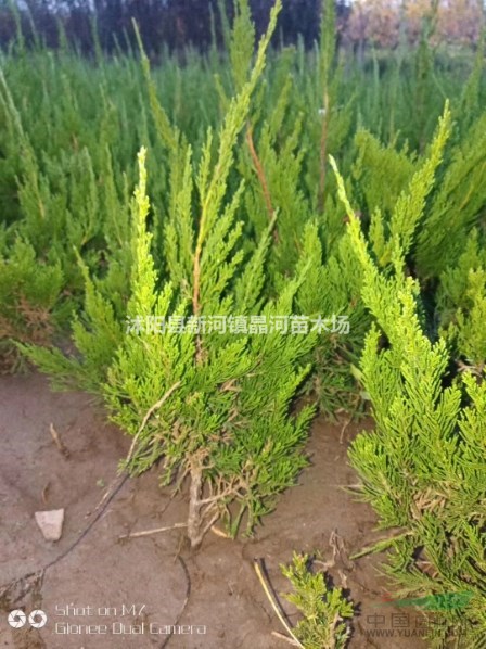 大小龍柏價(jià)格 直升龍柏基地 龍柏球供應(yīng)