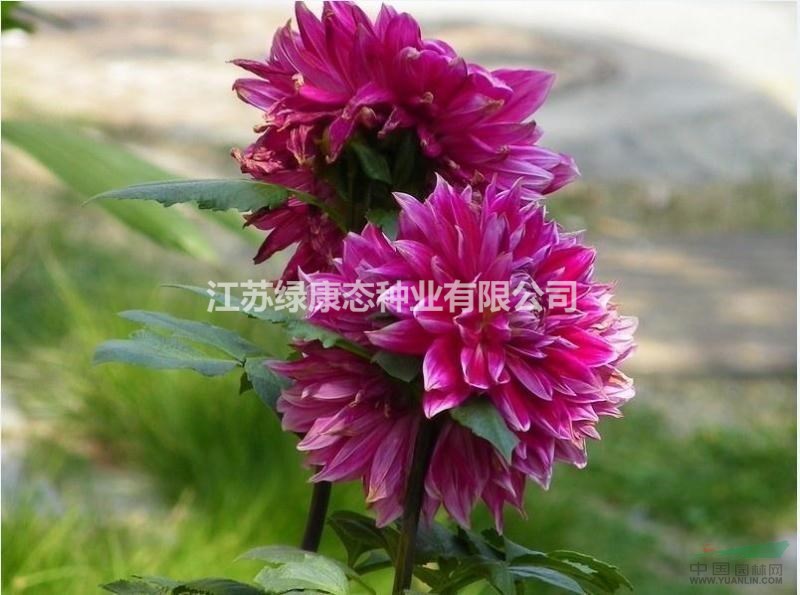  常年批發(fā)  小麗花 種球