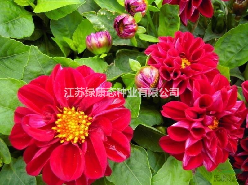 小麗花什么培育管理  常年供應(yīng)花草苗木種子草籽