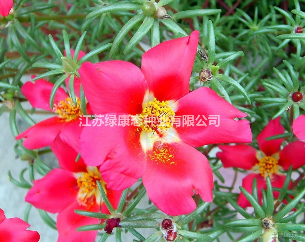 太陽(yáng)花的習(xí)性  常年供應(yīng)花草苗木種子草籽