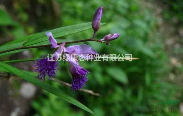 遠(yuǎn)志種子100一斤，量大優(yōu)惠