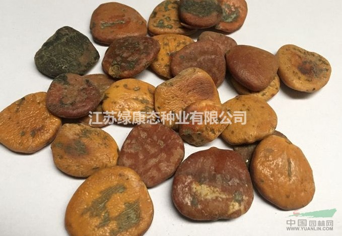 木鱉子入藥部位，綠康態(tài)歡迎您來電咨詢