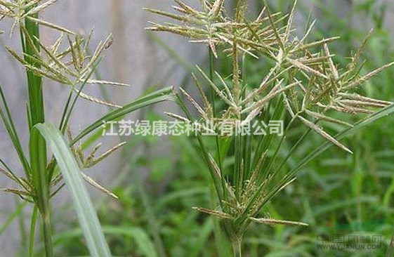 香附子詳細資料，詳情請聯(lián)系綠康態(tài)