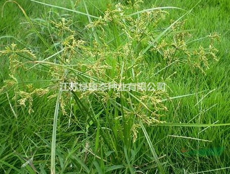 香附子生理特性，需要種子請聯(lián)系綠康態(tài)