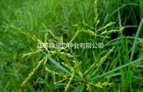 香附子入藥部位，綠康態(tài)歡迎您來電咨詢