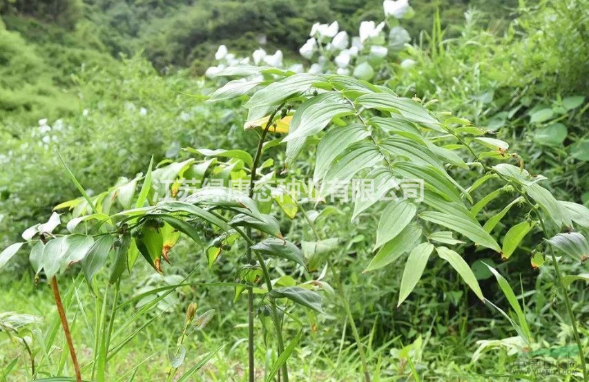 黃精種子150一斤，量大優(yōu)惠