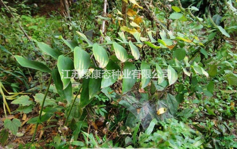 黃精生理特性，需要種子請(qǐng)聯(lián)系綠康態(tài)